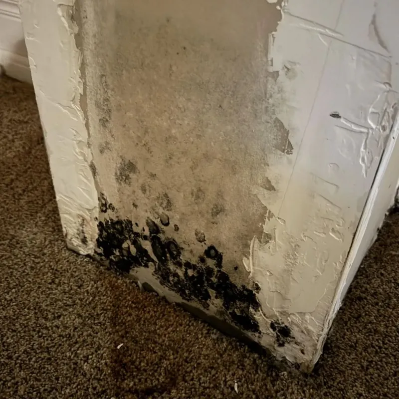 Professional Mold Removal in Sharon, MA